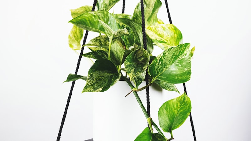 曼联对阵利物浦足球比赛精彩瞬间